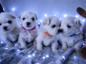 Maltese