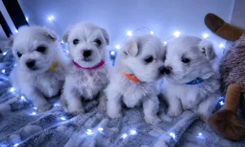 Maltese
