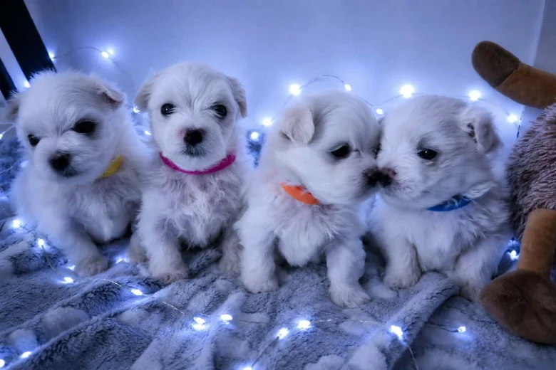 Maltese