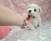 Maltese