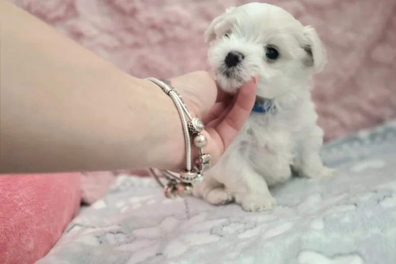 Maltese