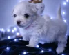 Maltese
