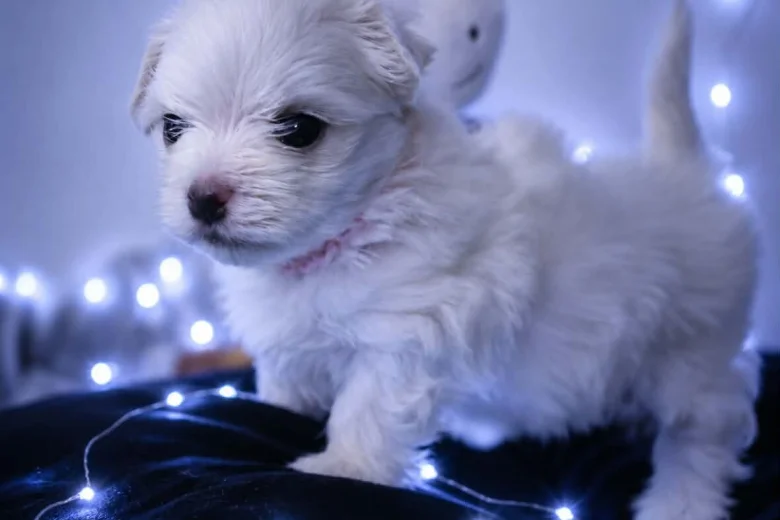 Maltese