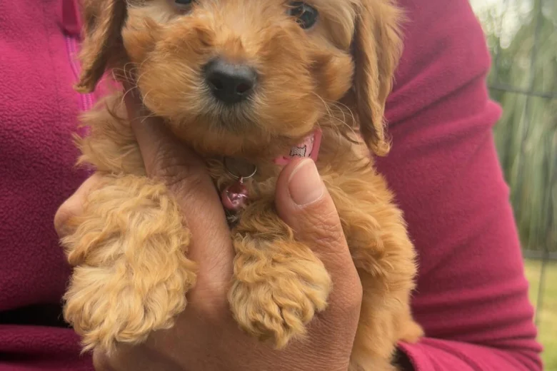 Cavapoo