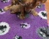Cavapoo