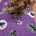 Cavapoo