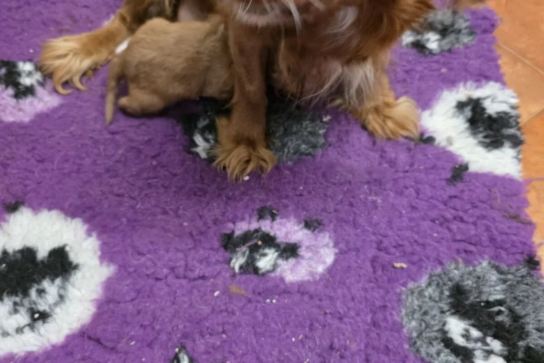 Cavapoo
