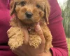 Cavapoo