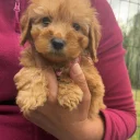 Cavapoo