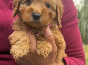 Cavapoo