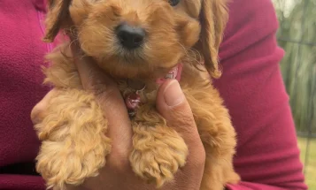 Cavapoo
