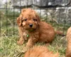Cavapoo