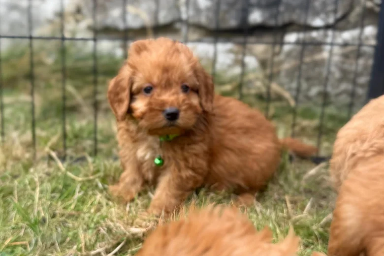 Cavapoo