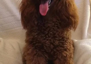 Stud