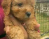 Cavapoo