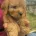 Cavapoo