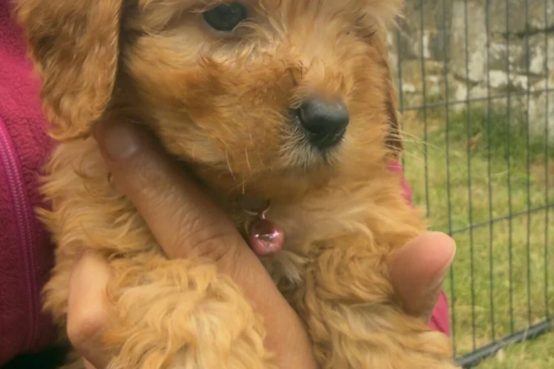 Cavapoo