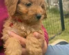 Cavapoo