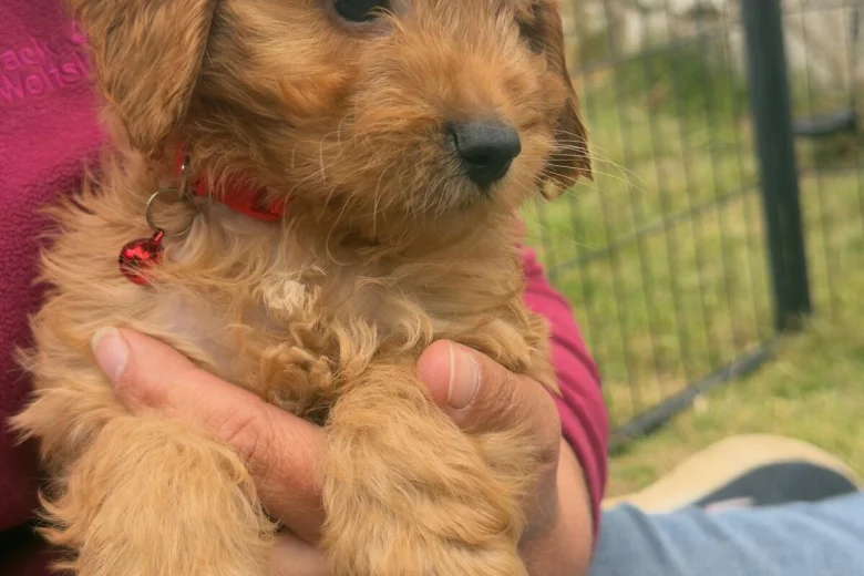 Cavapoo