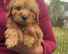Cavapoo