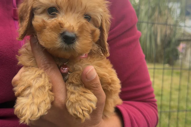 Cavapoo