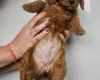 Mixed Breed