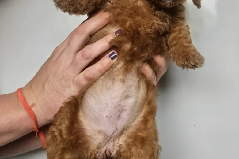 Mixed Breed