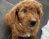 Mixed Breed