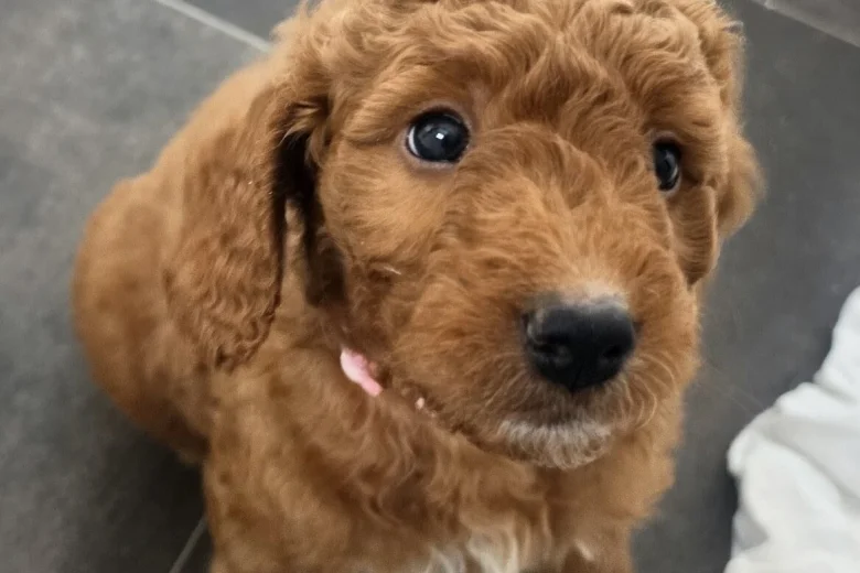 Mixed Breed
