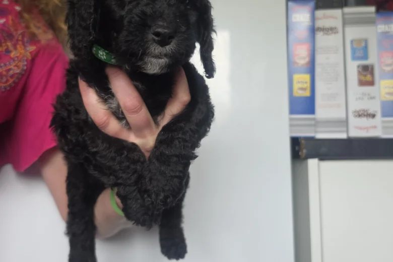 Mixed Breed