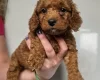 Mixed Breed