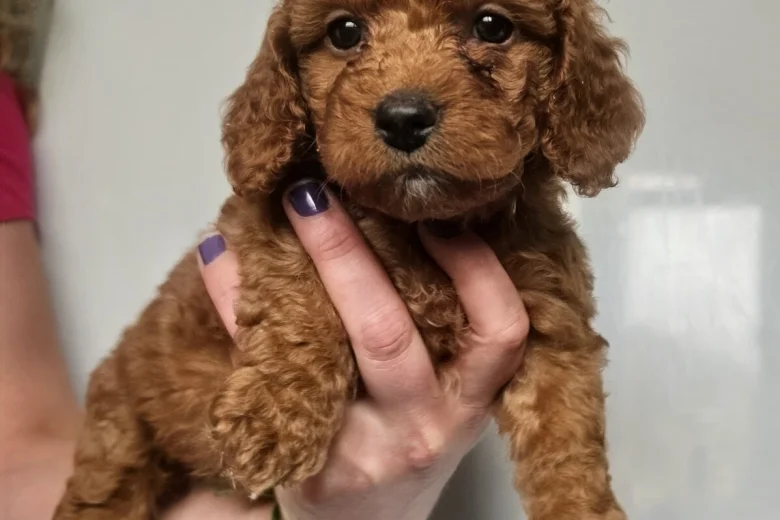 Mixed Breed