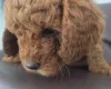 Mixed Breed