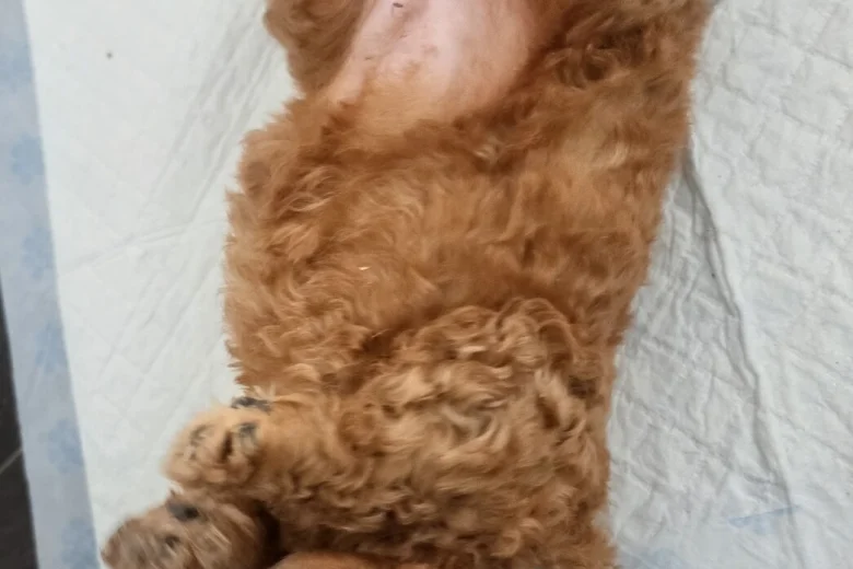 Mixed Breed