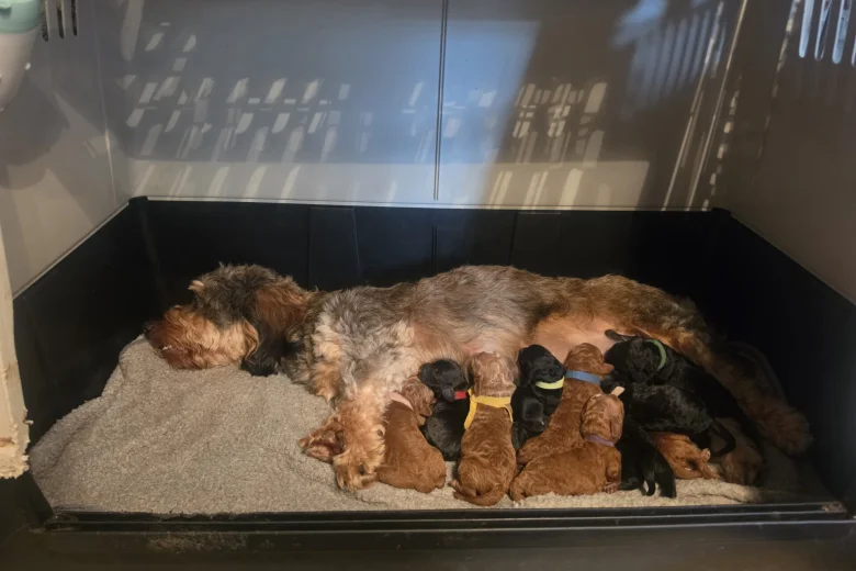 Mixed Breed