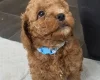 Mixed Breed