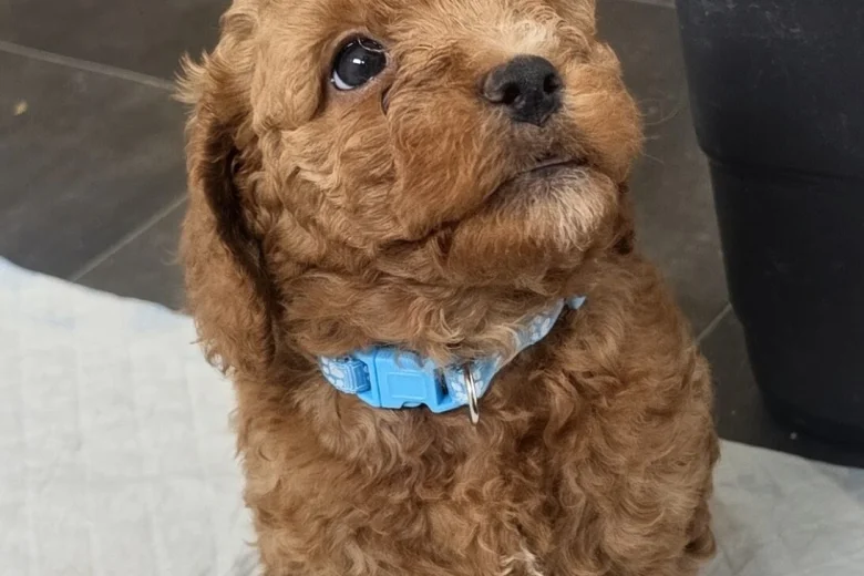 Mixed Breed