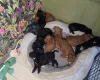 Mixed Breed