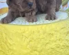 Cockapoo