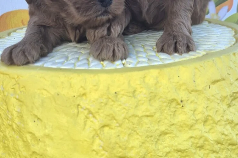 Cockapoo