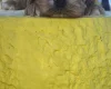 Cockapoo