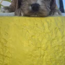 Cockapoo