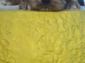Cockapoo