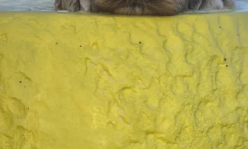 Cockapoo