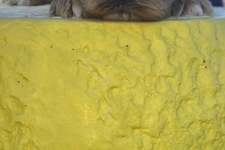 Cockapoo
