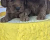 Cockapoo