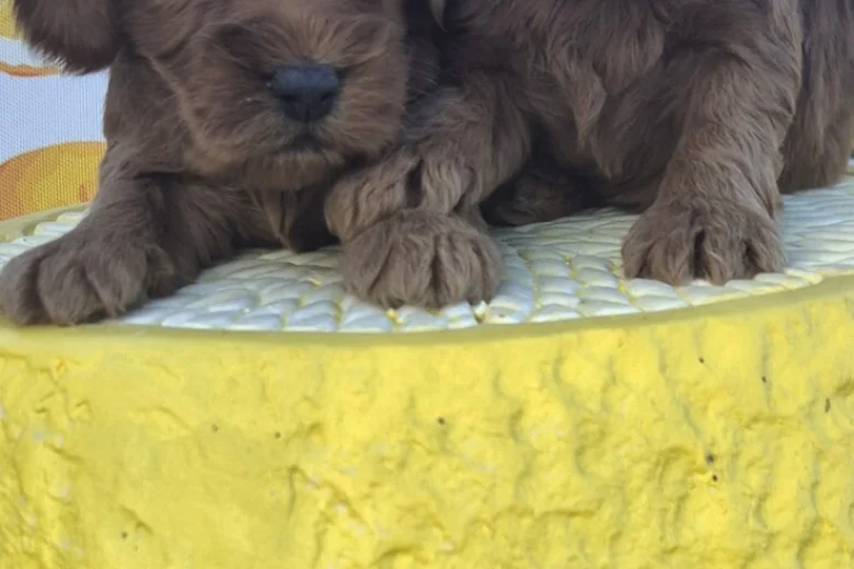 Cockapoo