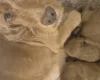 Cockapoo