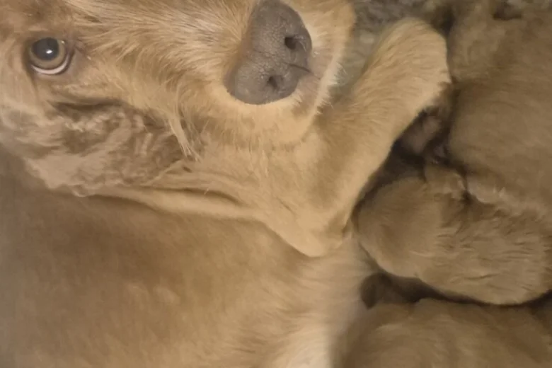 Cockapoo