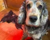 Cockapoo